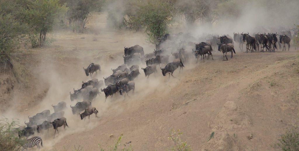 Witnessing the Wildebeest Migration: A Safari Adventure in Tanzania