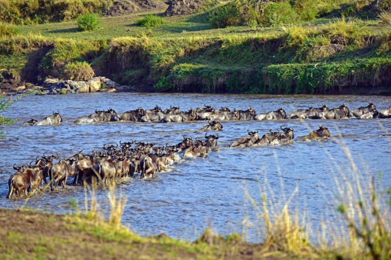 8 Days Wildebeest Migration Safari