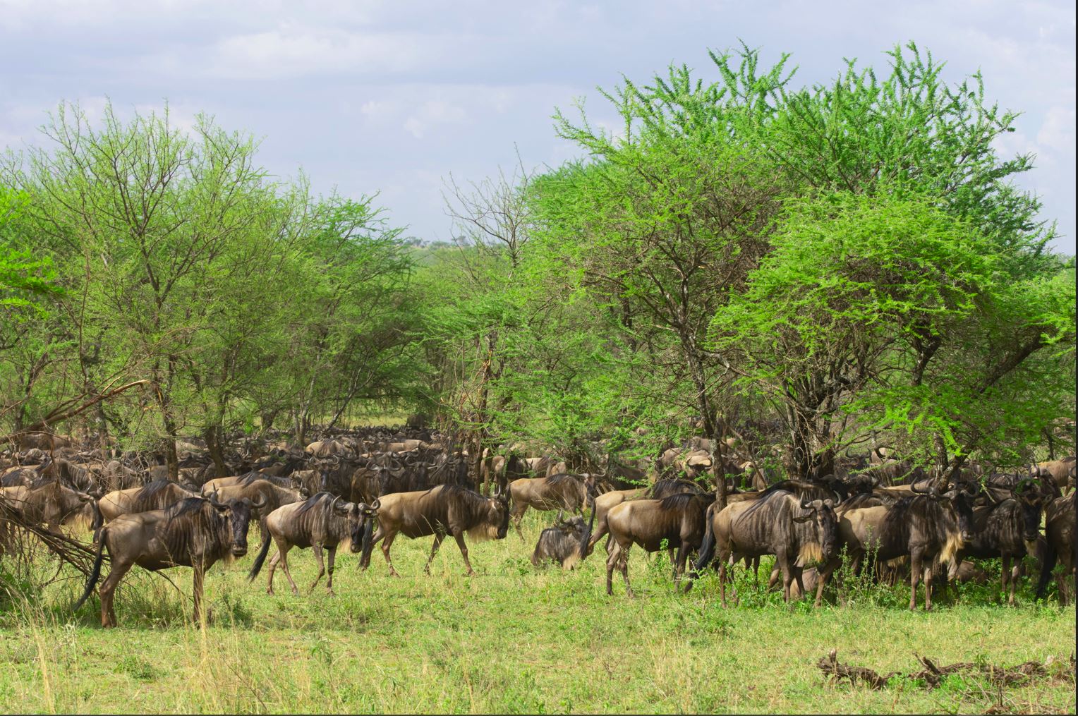 10 Days Bush To Beach Safari