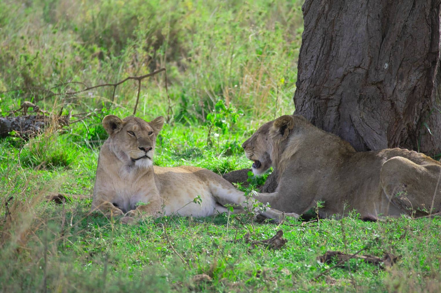 6 Days Safari to Lake Manyara, Serengeti & Ngorongoro