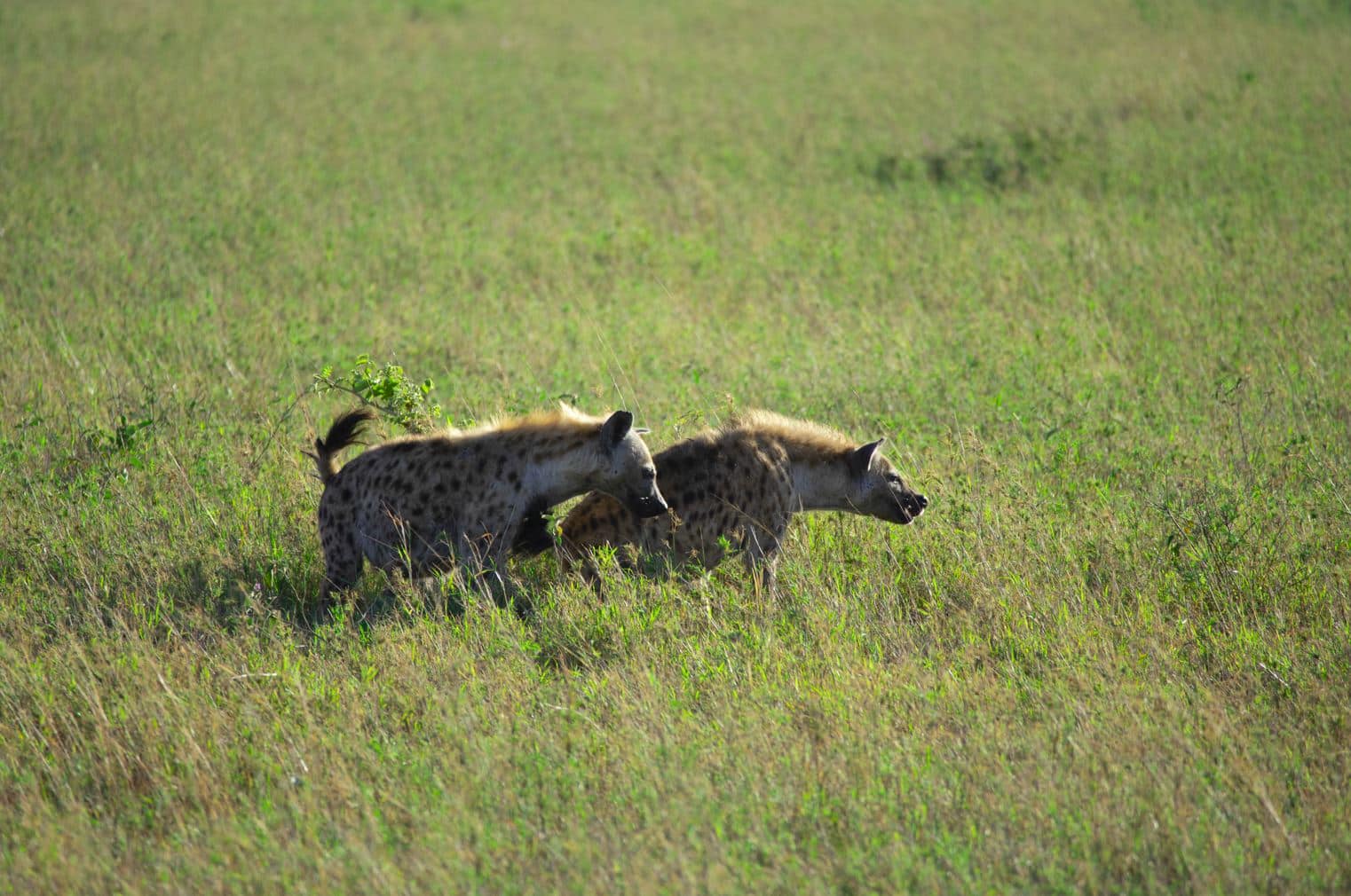 12 Days Honeymoon Safari