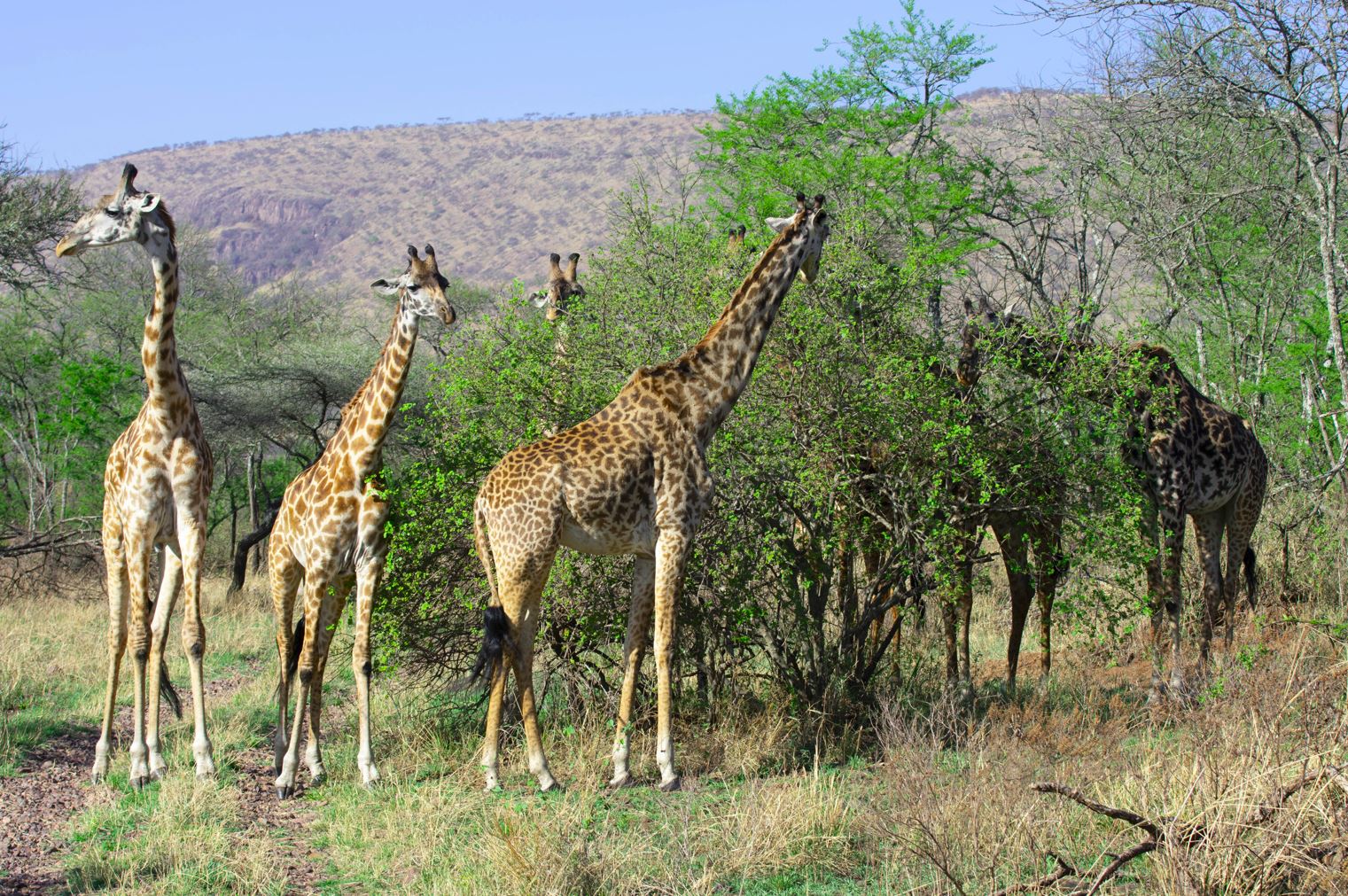 6 Days Safari to Tarangire, Serengeti & Ngorongoro