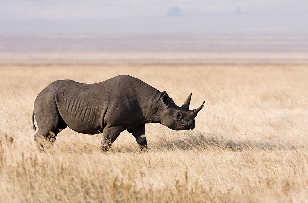 4 Days Safari to Serengeti & Ngorongoro