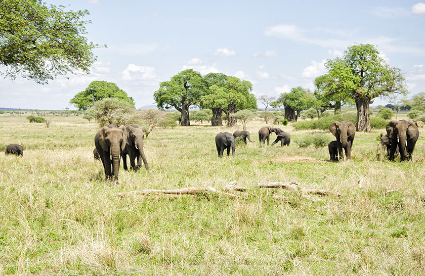 8 Days Safari Tarangire, Serengeti & Ngorongoro