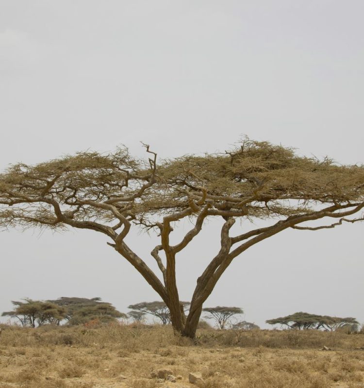 Accasia tree