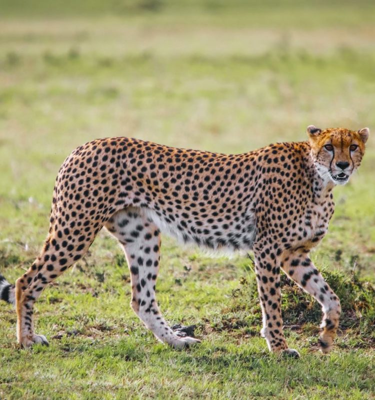 Cheetah