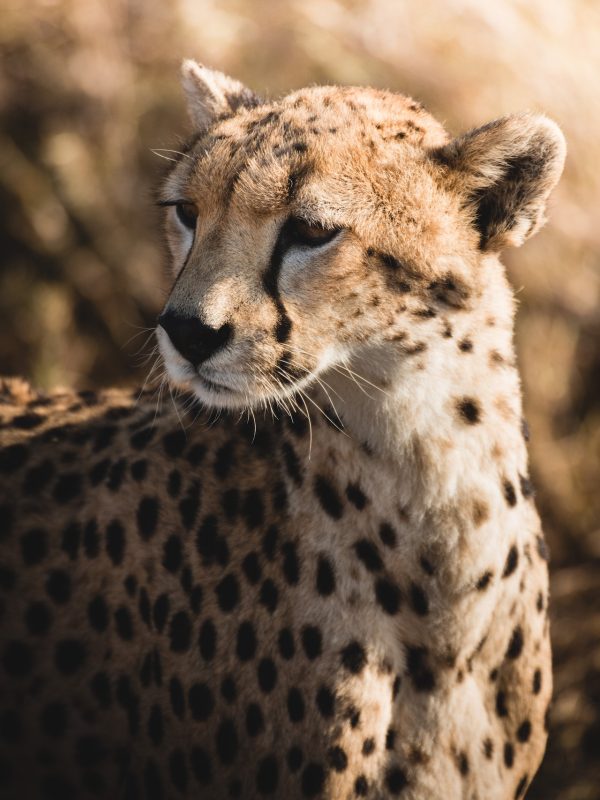 Cheeter from serengeti