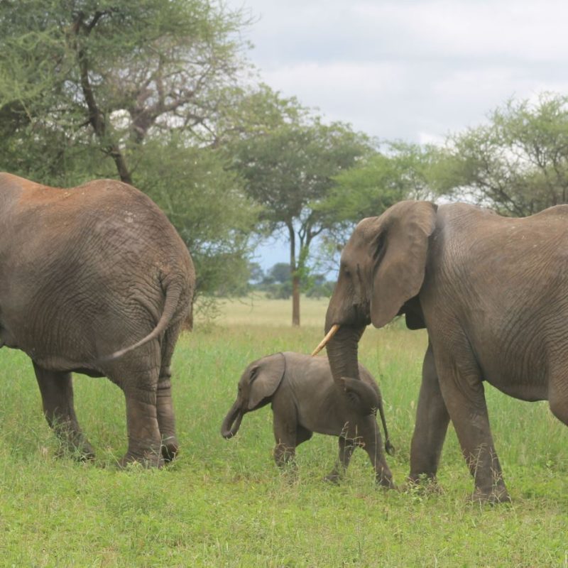 Elephants at ngorongoro