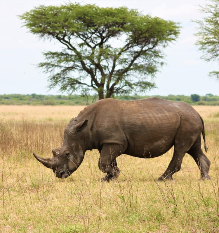 Mkomazi rhino 2