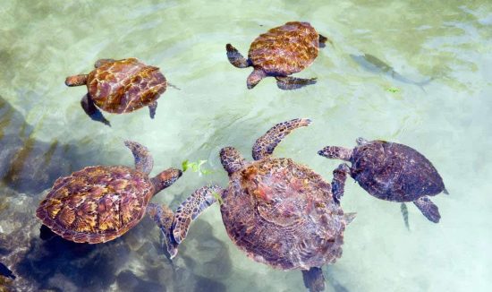 Mnarani teknősök védelme