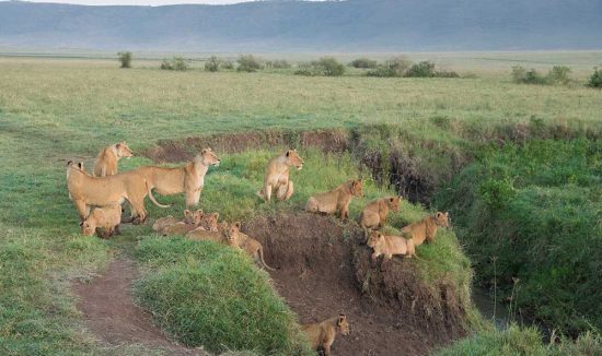 Ngorongoro 2a