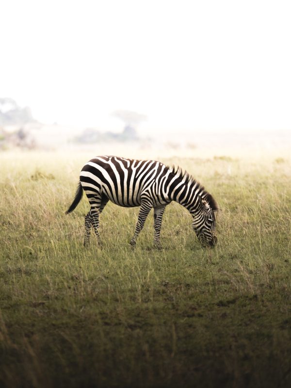 Ngorongoro Zebra