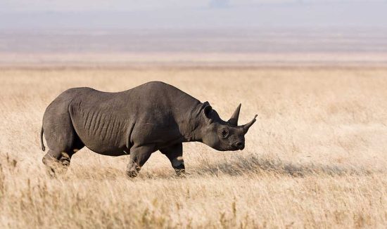 Ngorongoro_rhino