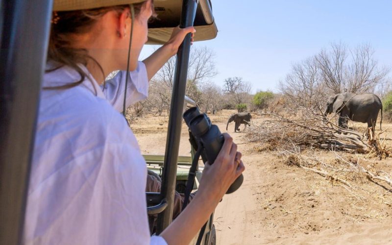 Serengeti Visitor