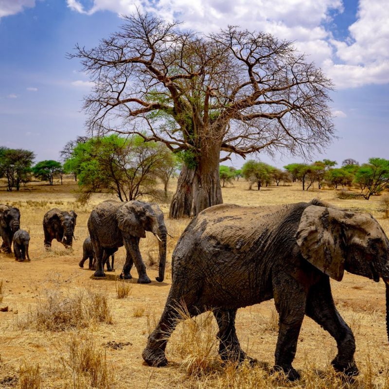 Tarangire Elephants