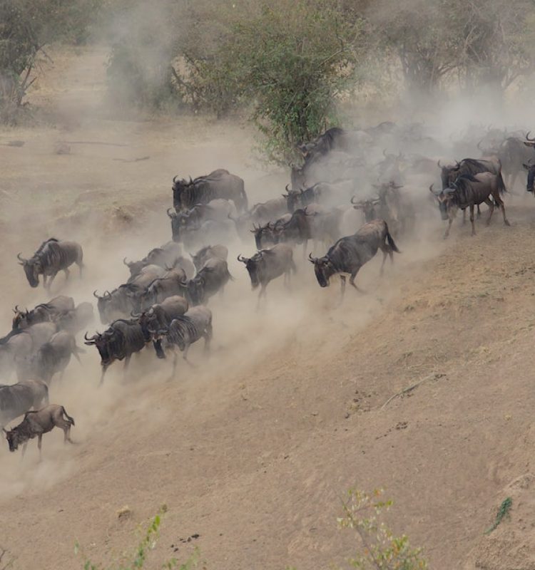 Wildbeest Serengeti