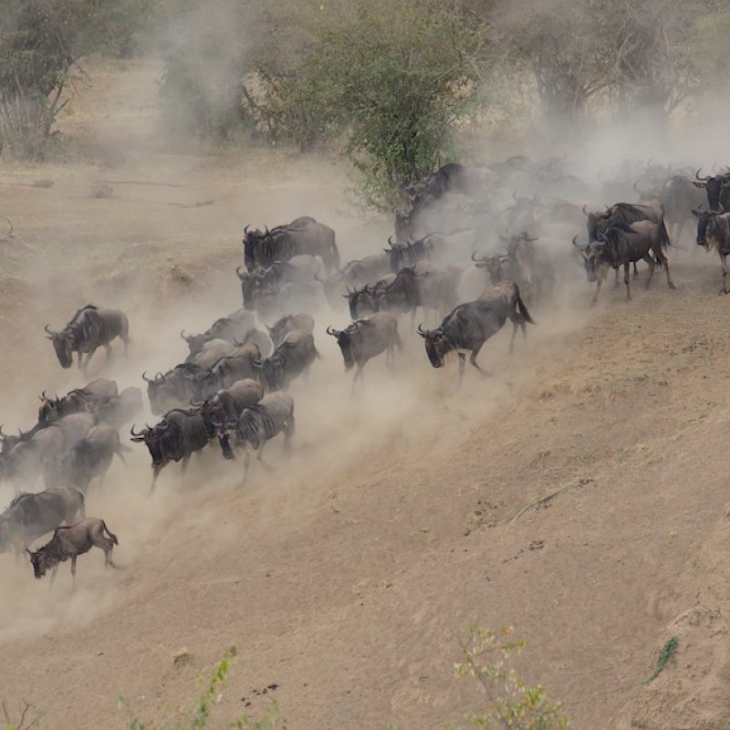 Wildbeest Serengeti