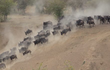 Witnessing the Wildebeest Migration: A Safari Adventure in Tanzania