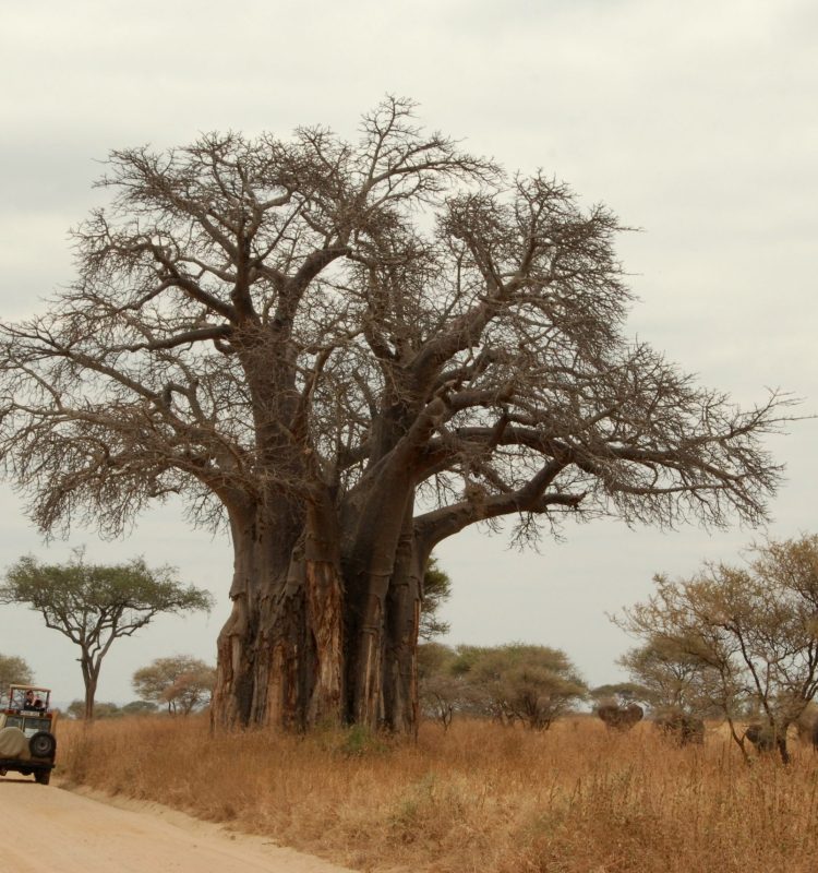 baobab trees