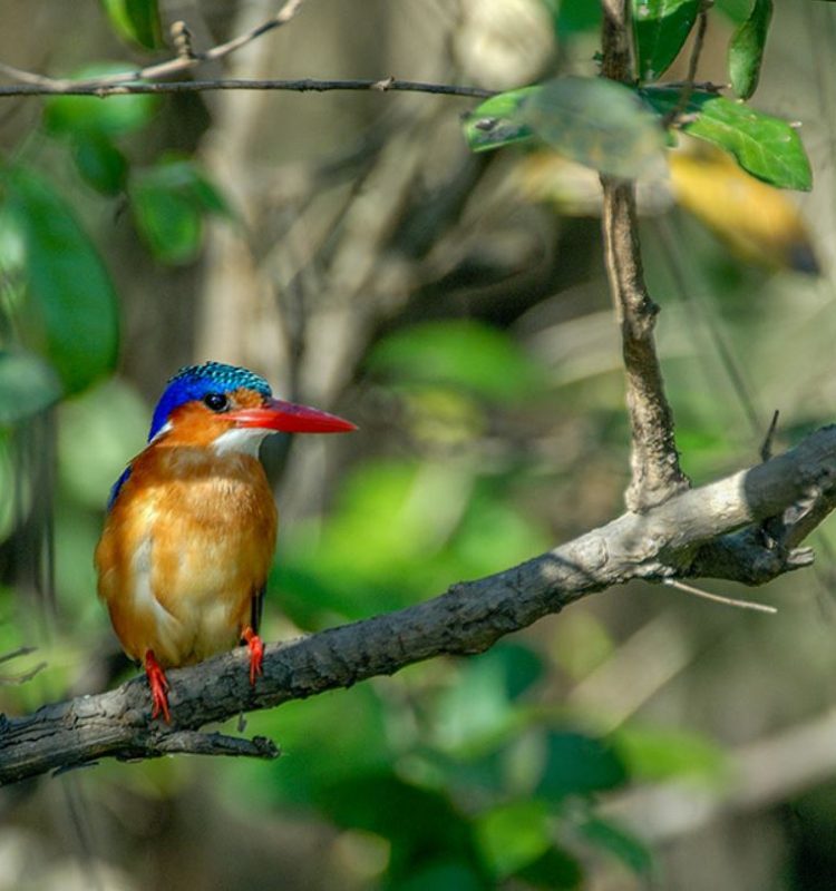 bird at gombe