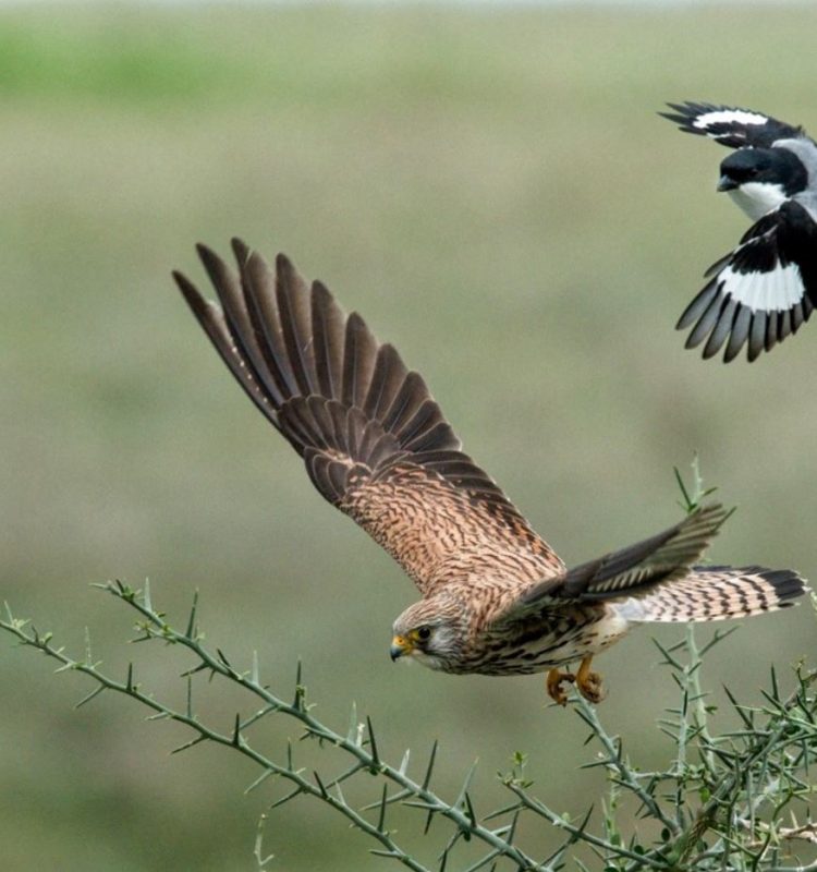 birds at manyara