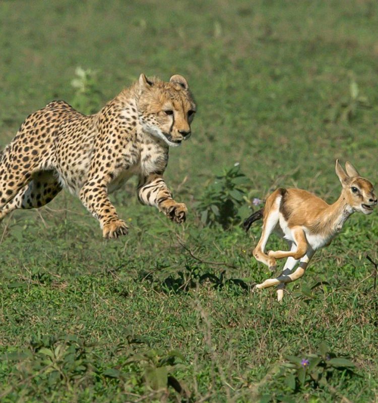 cheetah and impala at tarangire