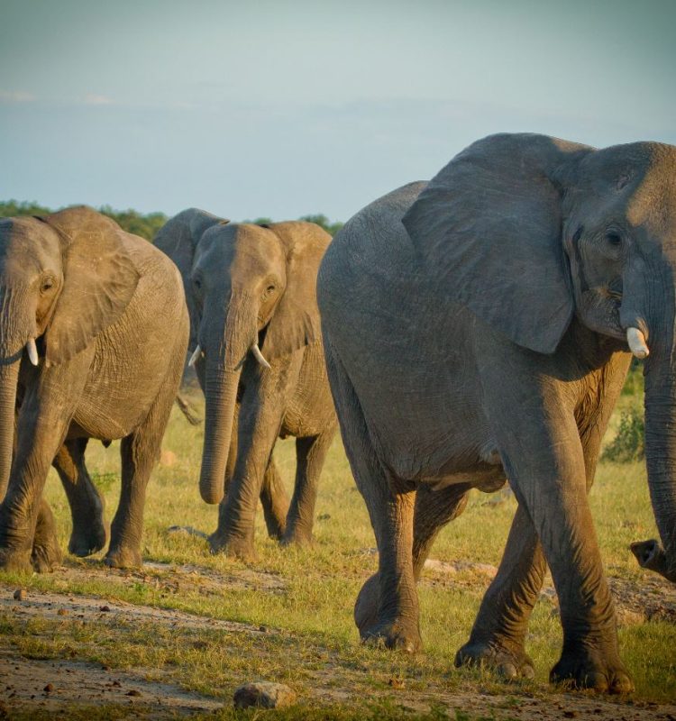 elephants at manyara