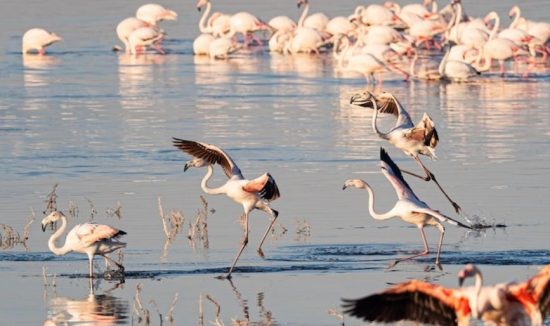 flamengos at manyara