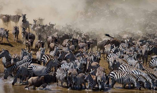 great migration 5