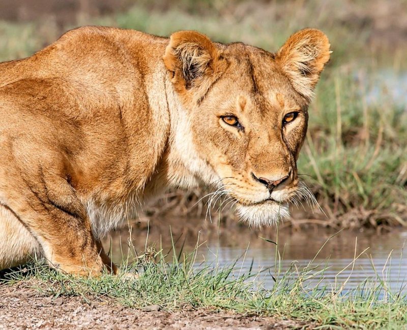 lion at ruaha