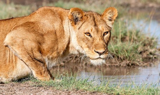 lion at ruaha