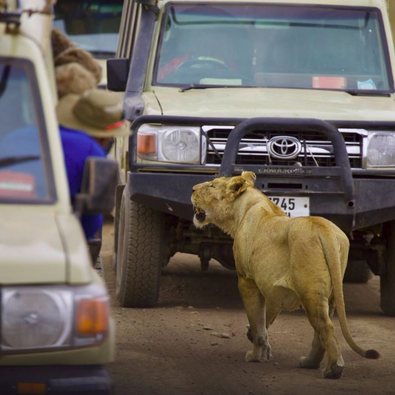 lion with vehicles