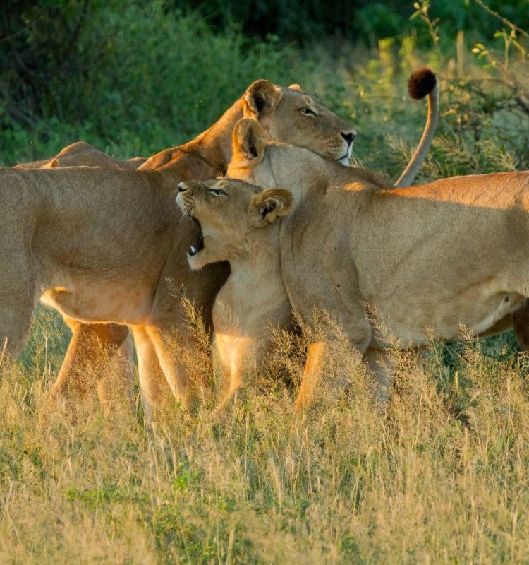 lions at ngorongoro