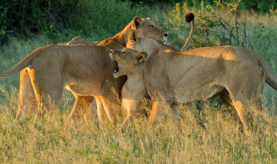 lions at ngorongoro