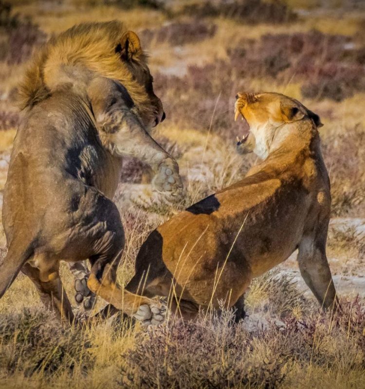 lions at serengeti