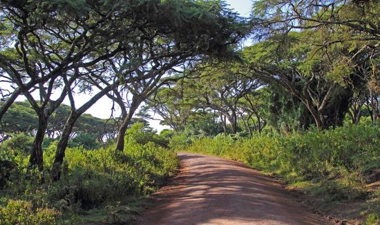 Road along the rim in the forest of Ngorongoro Conservation Area, Tanzania