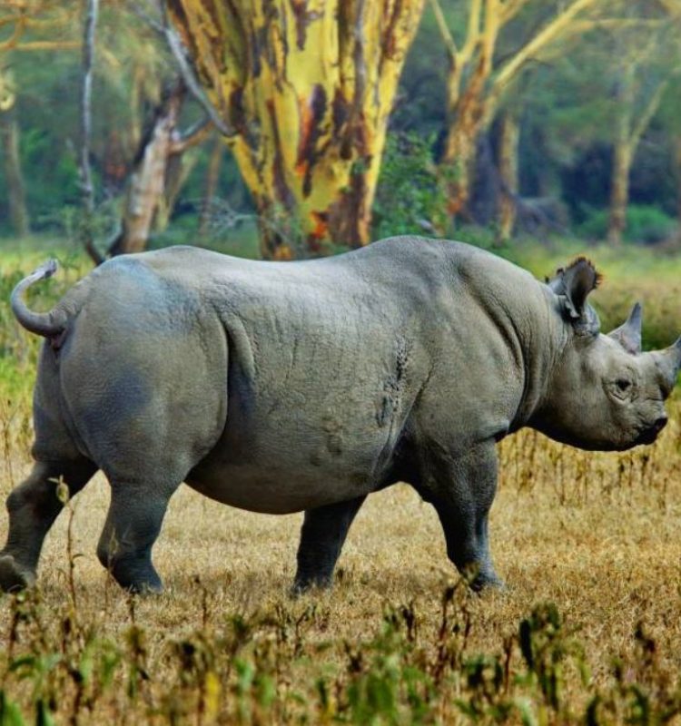 rhino at ngorongoro