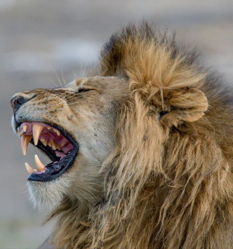 sharubu at serengeti