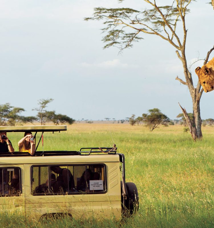 tanzania-safari-experience-lead-lion-cubs