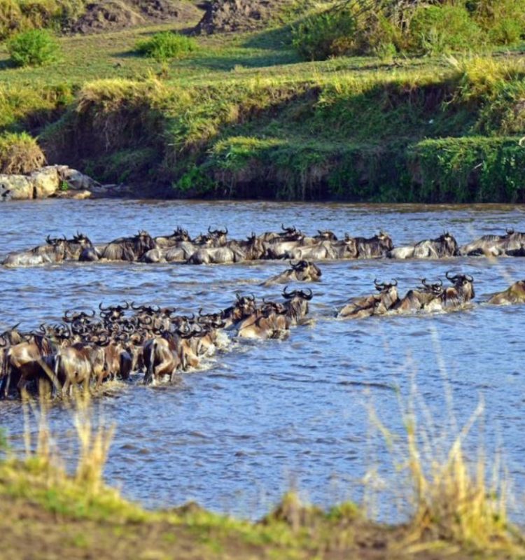 wildbeast at serengeti