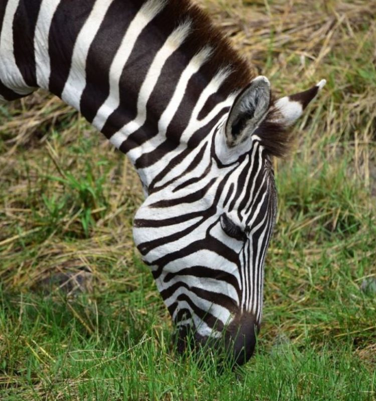 zebra at selous