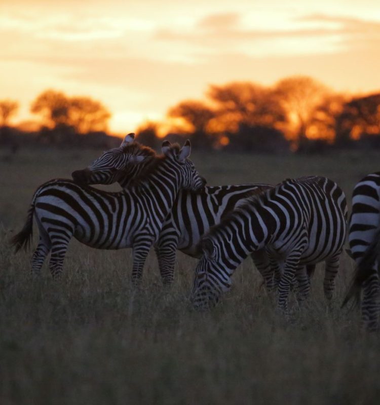 zebras